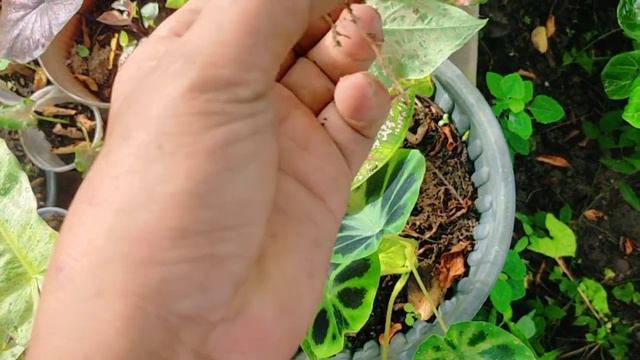 Re planting Twist and Shout Caladium смотреть онлайн