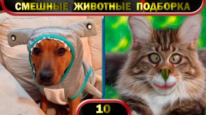 Смешные животные 2022 Февраль 🐱 Кошки 🐶 Собаки 🐹 Funny animals 😂 Подборка № 10