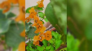 Sun loving flowering Plant | Drought tolerant Bougainvillea | Best summer flowering plant