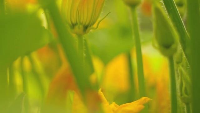 Pentax K-r video test смотреть онлайн