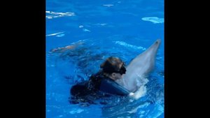 Любовь дельфина к человеку смотреть до конца