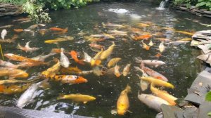 Карп Кои в пруду в Подмосковье - любуюсь разноцветной рыбой и болтаю о разном.