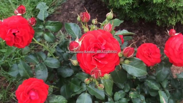 РАЗМНОЖЕНИЕ РОЗ ЧЕРЕНКАМИ / укоренение роз / Елена Иващенко смотреть онлайн