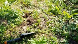 Металлоискатель Bounty Hunter Junior и находки