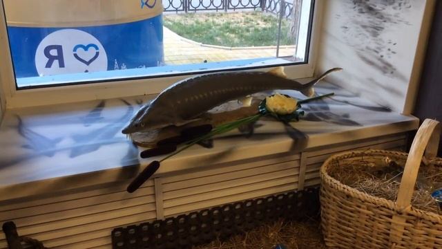 Где можно купить черную икру? Where is possible to buy the black caviar? смотреть онлайн