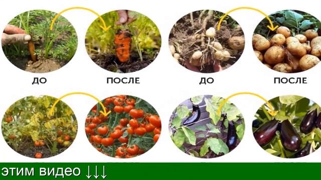 Триходермин - Когда Обрабатывать Растения И Почву, Инструкция, Отзывы смотреть онлайн