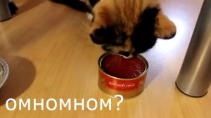 Кот + красная икра _)