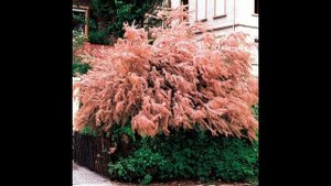 Самые красивые кустарники!