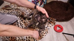 Какого щенка взять. МАЛЬЧИКА или ДЕВОЧКУ