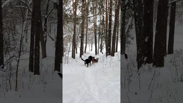 Встречаем любимую подружку - как будто месяц не видели 😊,хотя ходим кормить её каждый день!