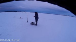 Зимняя рыбалка на р. Волге. Ловля окуня на безмотылку, видео.