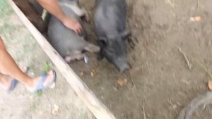 Свинюшки-хрюшки