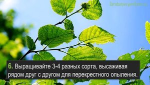 10 советов выращивания фундука в саду