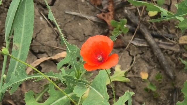 Геническ- Атманай июль 2021 год смотреть онлайн