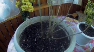 Гортензия древовидная Анабель. Сохраняем дома.