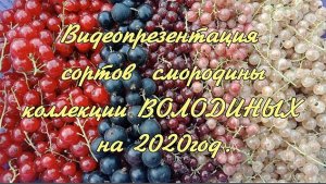 Видеопрезентация сортов смородины черной, красной, белой.