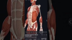 СПИРАЛЬНАЯ ЛИНИЯ