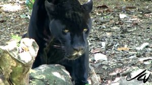 The black Jaguar of Mexico - aka Black Panther - YouTube