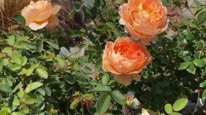 Carding mill rose, David Austin