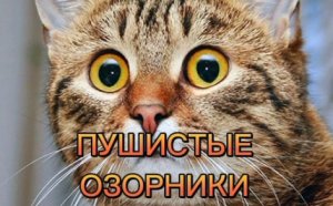 ПУШИСТЫЕ ОЗОРНИКИ. Смешные, забавные питомцы (животные). Очень смешно. Смотреть всем до конца