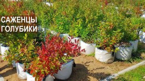 Саженцы голубики. Ягодная плантация Ливенское.