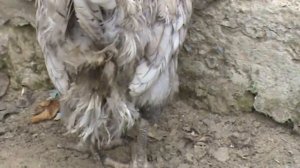 Хорошее лекарство для  профилактики и лечения   кур и цыплят .