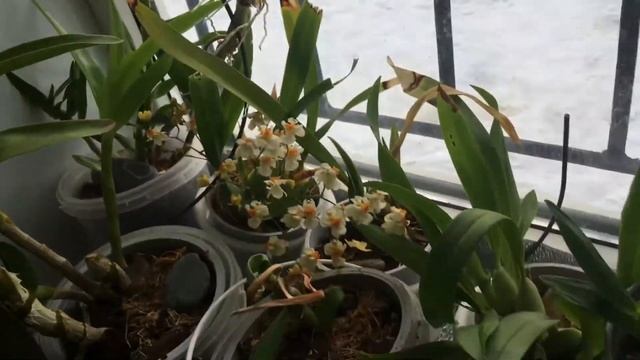 Стрелиция зацвела Ждала 10 лет урааа смотреть онлайн