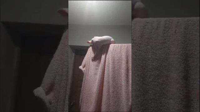 Где кошечка?