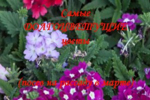 Самые ДОЛГОЦВЕТУЩИЕ цветы