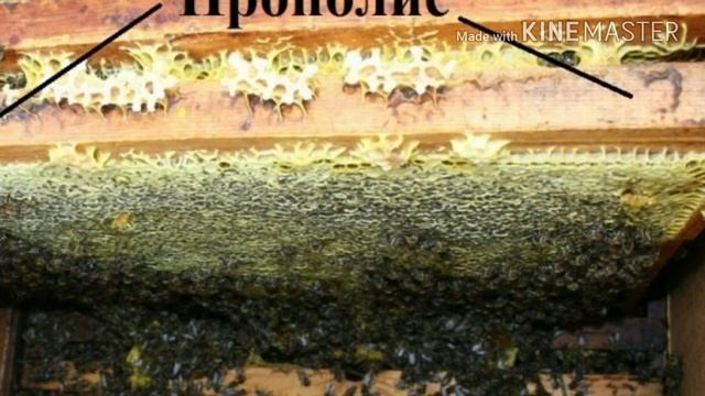 Прополис настояный на воде смотреть онлайн