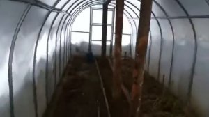 УСЛОВНО КАПИТАЛЬНАЯ ТЕПЛИЦА 2Х8 МЕТРОВ. СТАВИМ ПОДПОРКИ НА ЗИМУ.