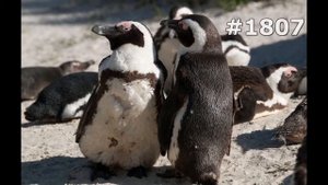 #1807. Пингвины (В мире животных)