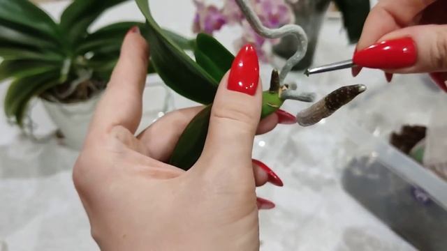 Простые действия и всё растет!Сделайте правильно и получите быстрый рост и обильное цветение ?