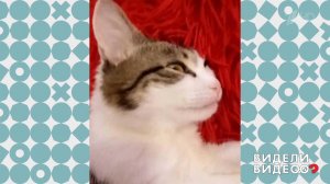 Спящий кот. Видели видео? Фрагмент выпуска от 24.08.2018