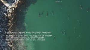 ТРК «Киты Охотского моря», Хабаровский край. Финалист. Видео проекта