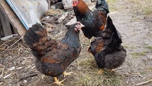 Барневельдер золотистый мои курочки на прогулке