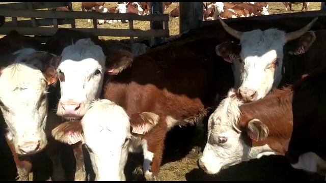 Герефорды с родословной можно по гос программе купить. Herefords with pedigree can be bought смотреть онлайн