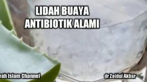 dr Zaidul Akbar - Lidah Buaya Antibiotik Alami