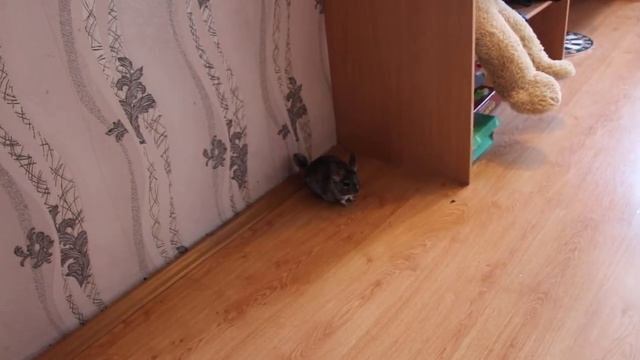 Покупка шиншилл, очень забавные животные