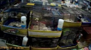 Птичий  рынок Санкт-Петербурга,2 этаж