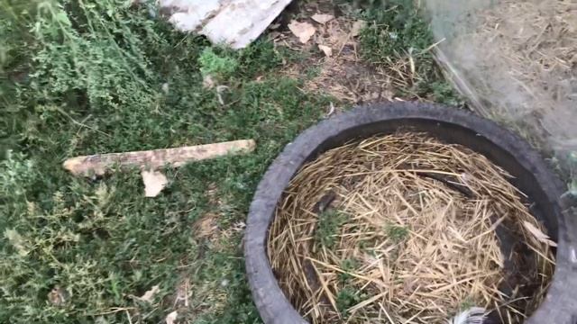 ЧТО ДЕЛАТЬ С ОСЕННЕЙ ЯЙЦЕКЛАДКОЙ МУСКУСНЫХ УТОК / ПОЗДНЯЯ ЯЙЦЕКЛАДКА