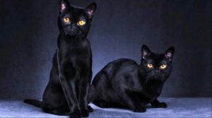 Черные коты. Семь неожиданных фактов