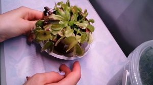 Венерина мухоловка. Уход и содержание летом.