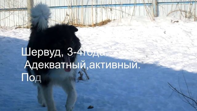 собаки для охраны ( приют "Лучший друг")