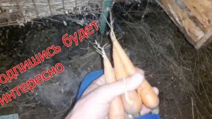 Крольчата без  крольчихи/как выкормить крольчат без крольчихи /крольчиха родила  крольчат!