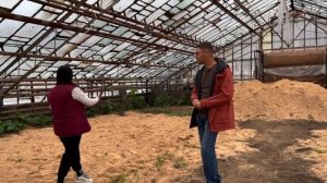 Выгонка тюльпанов на субстрате и опилках. Сложности и решения.