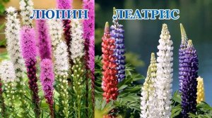 КАКИЕ ЦВЕТЫ ЦВЕТУТ В ИЮНЕ. ЦВЕТЫ ИЮНЯ