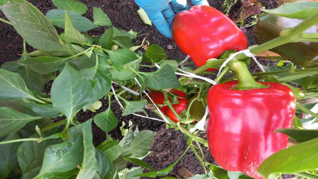 ОЧЕНЬ УРОЖАЙНЫЙ , КРУПНОПЛОДНЫЙ , АРОМАТНЫЙ И ОЧЕНЬ ВКУСНЫЙ СЛАДКИЙ ПЕРЕЦ ДЛЯ ОТКРЫТОГО ГРУНТА смотреть онлайн