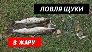 Ловля щуки в жару! Ловля щуки на воблеры