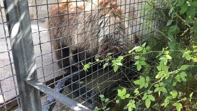 Семейство медведя Юры! The Yura bear family! Safari Park смотреть онлайн
